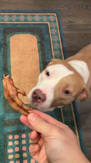 Making chicken feet treats for my dogs for under $5