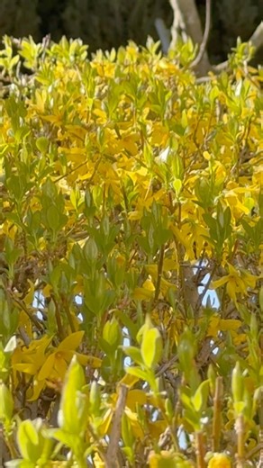 This forsythia fades #switzerland #garden #suisse #nature #nature #spring #forsythia