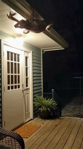 Giant Demonic Possum Caught on Security Camera! #shorts