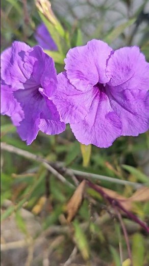Mexican petunias 💜💜💜 November blooms #florida #garden