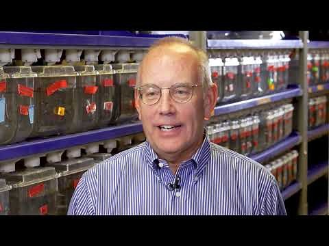 AMAZING ZEBRAFISH CURE BLINDNESS: MEDICINE’S NEXT BIG THING?