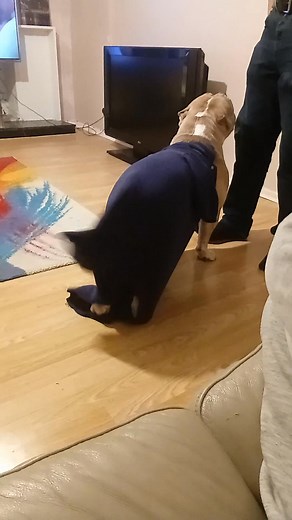 1.2K views | Here's the queen after defeating her opponent he took i took his t shirt he didn't have steak x woof | atlanta queen of dogs | Facebook