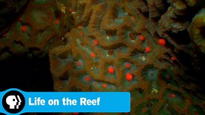 LIFE ON THE REEF | Coral Spawn | PBS