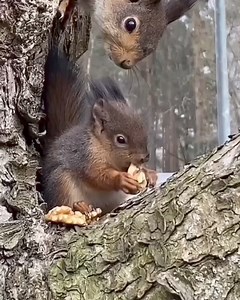 So Cute🥰🥰 💛Everything about #squirrel 📚Daily Posts Photos & Videos🐿️ 📹 Repost from:@margit_lk (Dm for credit or removal / All rights® are reserved & belong to their respective owners) #squirrel #squirrellove #squirrelsquad #fernthesquirrel #animal #newyork #squirrels #unitedstates #virals #viralpost #foryou #foryoupage #squirrelwhisperer #SquirrelLife #NuttyAdventures #SquirrelSpectacle #FurryFriends #AcornAntics #SquirrelSpotlight #WildlifeWonder #CheekyCritters #BushyTales #ScurryingSqui