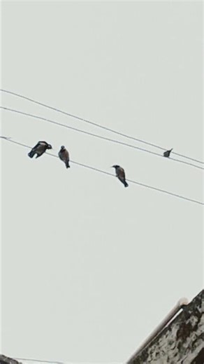 #2025 #two birds talking together #shortvideo