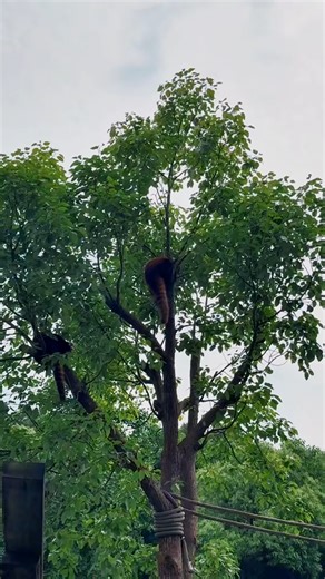 Just a red panda doing adorable things. #panda #cute #funny #fluffy | Ultimate Red Panda