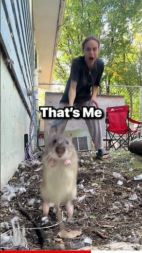 Ratatouille Opening Scene