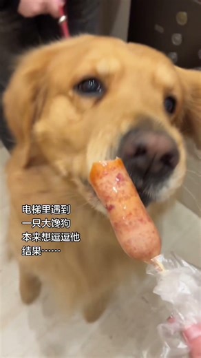 My Golden Retriever's Disgusting Stomach Problem Solved