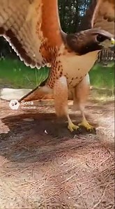 Hawk Dives—Chipmunk Spirals Into Burrow at Light Speed!