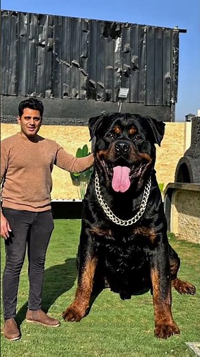 The largest Rottweiler dog in the world💪 #basemhunt #dog #dogs #doglover #rottweiler