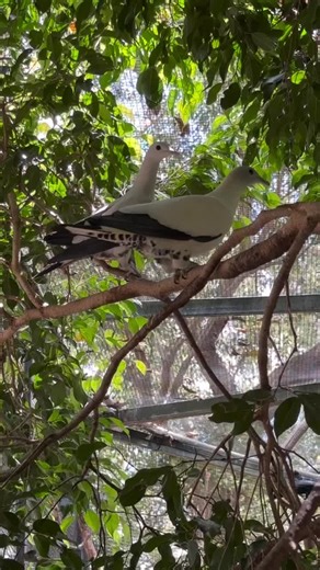 澳洲斑皇鸠 Torresian Imperial Pigeon Ducula spilorrhoa The Dodo Family 鸽形目 Columbiformes 鸠鸽科 Pigeons，Doves Columbidae 斑鸠 野鸽子 Cu xanh punai ต่อนกเขาใหญ่ キジバト ギンバト walik นกเขา Ptilinopus يمام kererū wild dove Fruit dove Imperial Pigeon Green Pigeon güvercin حمامة . حمام . الحمامه کبوتران کبوتر حمام حموم کبوترها हरियल হাইঠা Cu vằn Cu hà lan Cu luồng Punai Siul perkutut derkuku puter mambruk burung uncal burung pergam merpati حمام_الفاكهه يمام قميرية قميري القمرية alimokon cu sen gáy cu ngói Cu xanh Cu g