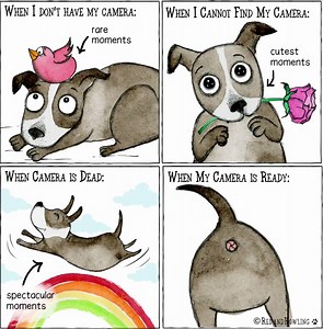 5.3K views · 170 reactions | To those who have suffered the same fate, we totally feel you!   | PetFinder.my | Facebook