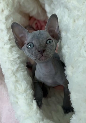 Fascinating DNA Results of Cat Family Revealed