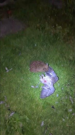 Hedgehog attacking pigeon