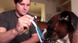 Does your dog have bad breath? | Orapup