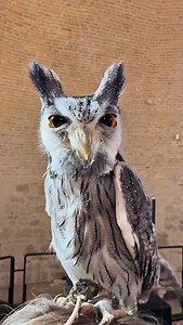 1K views · 293 reactions | Prova il nostro IA agent al +393928534531 watsapp! www.innovativetechnologysrl.it www.protodynamics.it Innovative technology - Unit.Link Per preventivi e risposte veloci scrivi tramite watapp al +393928534531 #InnovativeTechnology #MOV #SistemaMOV | Falcong | Facebook