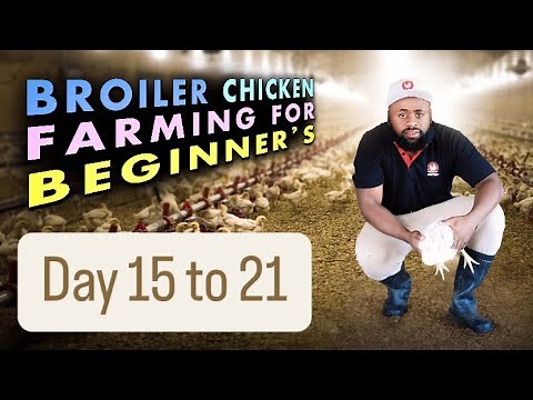 Day 15-21: Essential Broiler Chicken Care | Growing Healthy Broilers as They Mature