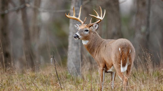 Wildlife reduction operation expected at Origin Park in southern Indiana