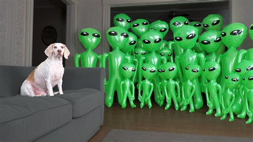 Dog stays calm during a playful alien invasion prank