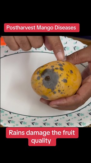 Managing Postharvest Mango Fruit Diseases in Monsoon Season