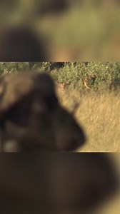 79K views · 1.4K reactions | Lions vs. Buffalo: Epic Hunt and the Ultimate Triumph | Real Wild | Facebook