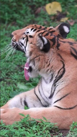 How Bengal Tigers Dominate the Jungle