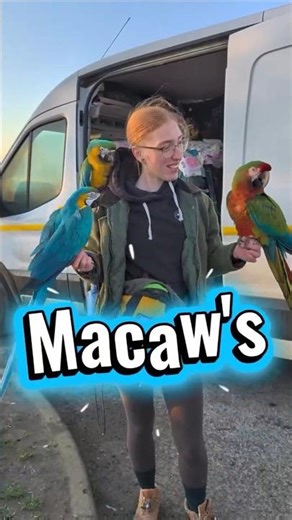 Unbelievable Footage: Tropical Birds Captured on Dog Walk Video #shorts #dogs #pets #dogsofyoutube