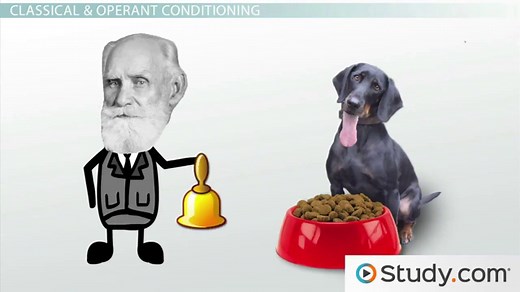 Learned Behavior | Definition, Types & Examples