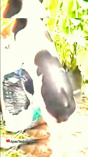 Bigo Live, Apem Tembem Di Goyang Berondong,Bigo Toge ,Bigo Tembem