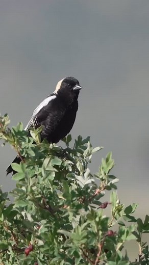 Is it a bird…or a droid? The #R2D2 bird himself, Mr. Bobolink. This striking blackbird migrates roughly 12,000 miles round trip from wintering grounds in central South America to breeding habitat across the northern U.S. into Canada. 🎥 originally by Dan Streiffert, bastardized by yours truly. #bobolink | Peter Pearsall