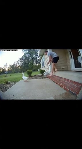 Man Saves Duck from Stray Dog Attack 🦆🐕 | Real Ring Doorbell Footage