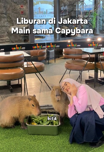 Main sama Capybara di Animal.inc Jakarta - Liburan Keluarga Seru