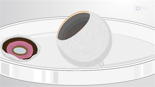 视频: IPE 和 RPE 细胞的分离:一种从离体猪眼获得色素上皮细胞的技术 - 实验