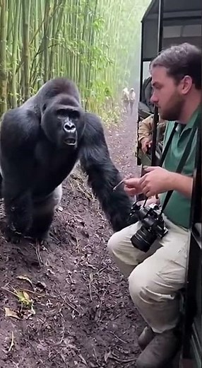 GORILLA ATTACKS TREKKER — Dragged Screaming Into Virunga Jungle!