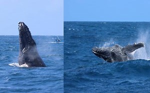 Whale migration spectacle grips Watamu