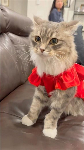 Meet Mao-Shot Meocerola Meorion Nyeart Meonder-Blade Maomao ☺️#bakemonogatari #monogatari #cat #pet