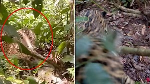Horror moment tourist group are attacked by JAGUAR…could you have spotted it?