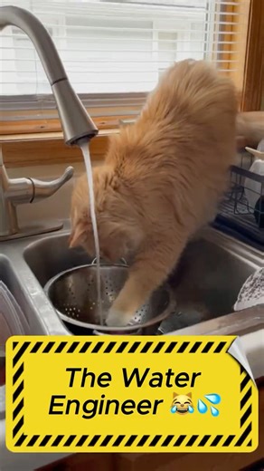 Meet Bender The Water Engineer 😹💦