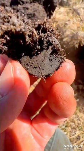 treasure hunting with metal detector we found gold coins metal detecting finds