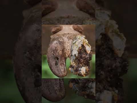 Expert Hoof Care: Saving Cattle from Amputation - Complete Wound Treatment Guide