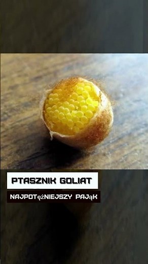 Ptasznik Goliat. Najpotężniejszy pająk