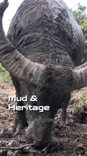 Lễ hội Chọi Trâu Đồ Sơn 2026: Cận cảnh trâu tắm bùn | A 2026 Documentary Series