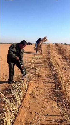 China’s Genius Grass Grid: How a Desert Turned Into a Green Forest! 🌱🏜️ #Shorts