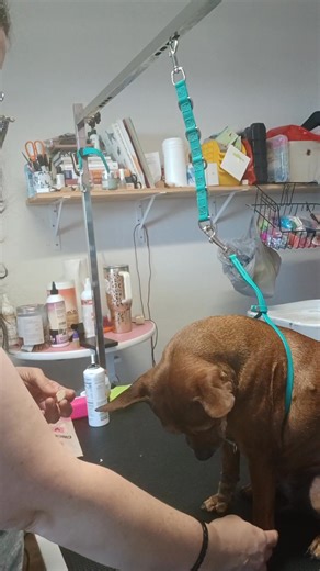 Desensitization for nail trims. While I'm not a trainer, I have seen...