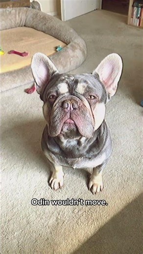 They Followed Me Home… | Tape 2 (French Bulldog Horror)