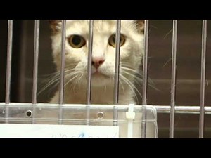 Heartworm disease prevention saves lives