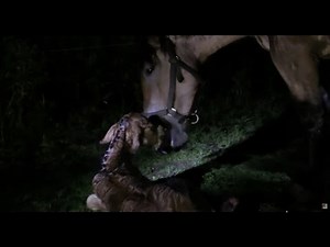 Belgian Draft Horse: birth of a foal