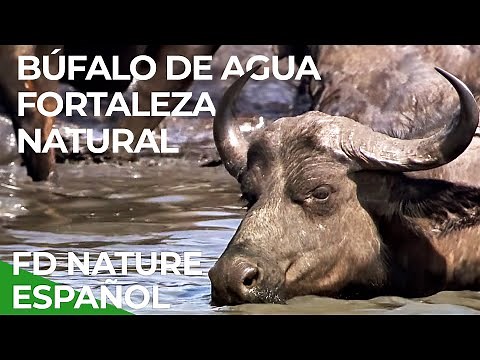 Fortaleza Natural, El Búfalo de Agua | Free Documentary Nature - Español