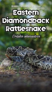 15K views · 461 reactions |  Eastern Diamondback Rattlesnake Rattling its Tail!  #EasternDiamondback #Rattlesnake #SnakeLover #WildlifePhotography #Venom #Herpetology #ReptileWorld #SnakeOfInstagram #Venomous #Wildlife #HerpNation #NatureReel #SnakeWatch #HerpLife #WildlifeConservation | Robert Wedderburn Productions | Facebook