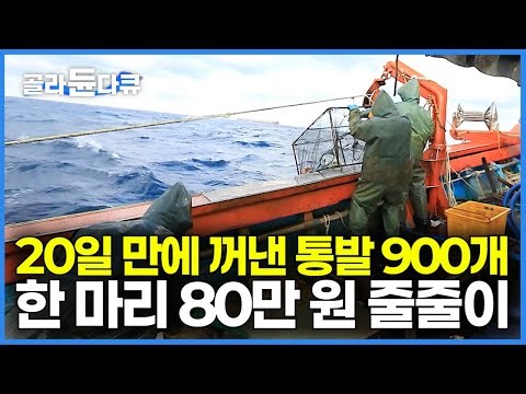 비쌀 때는 한 마리 100만 원 호가하는 괴물급 사이즈 초대형 해산물이 통발 900개 가득 줄줄이!｜비싼 해산물 가득 해물 라면 선상 먹방｜만선 대왕문어잡이｜한국기행｜#골라듄다큐